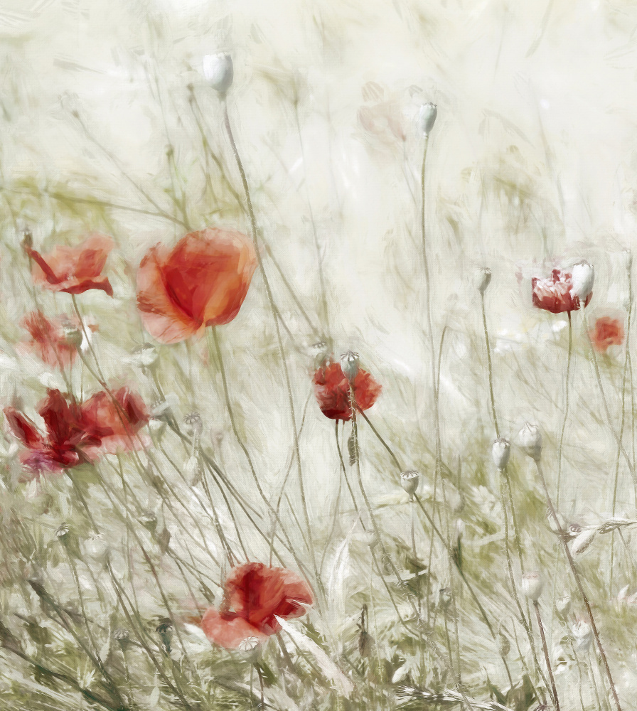 Soft Red Poppies by Gilbert Claes — canvas wall art