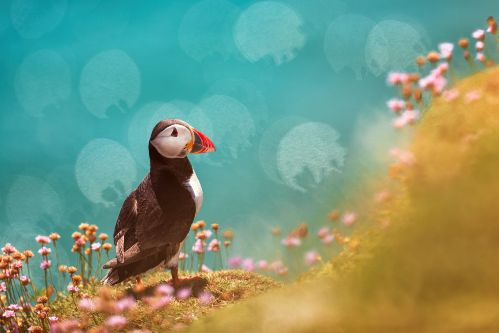 Atlantic Puffin Cliffside by Peter Krocka — canvas wall art