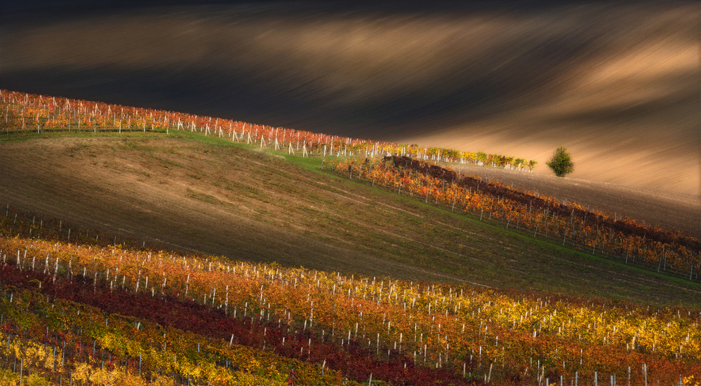 Rolling Autumn Vineyards by Vlad Sokolovsky — canvas wall art