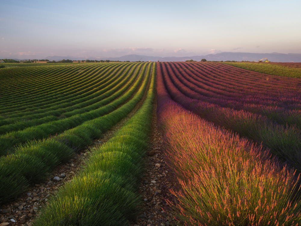 Golden Hour Lavender Fields by Rostovskiy Anton — canvas wall art
