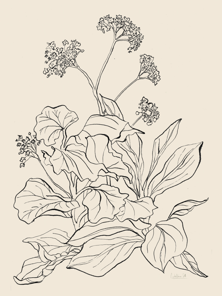 Elegant Botanical Drawing by Catalina Somolinos — canvas wall art