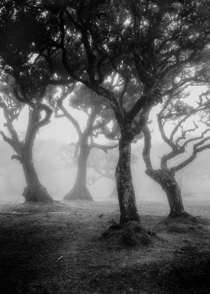 Enchanted Foggy Forest by Walter Lackner — canvas wall art
