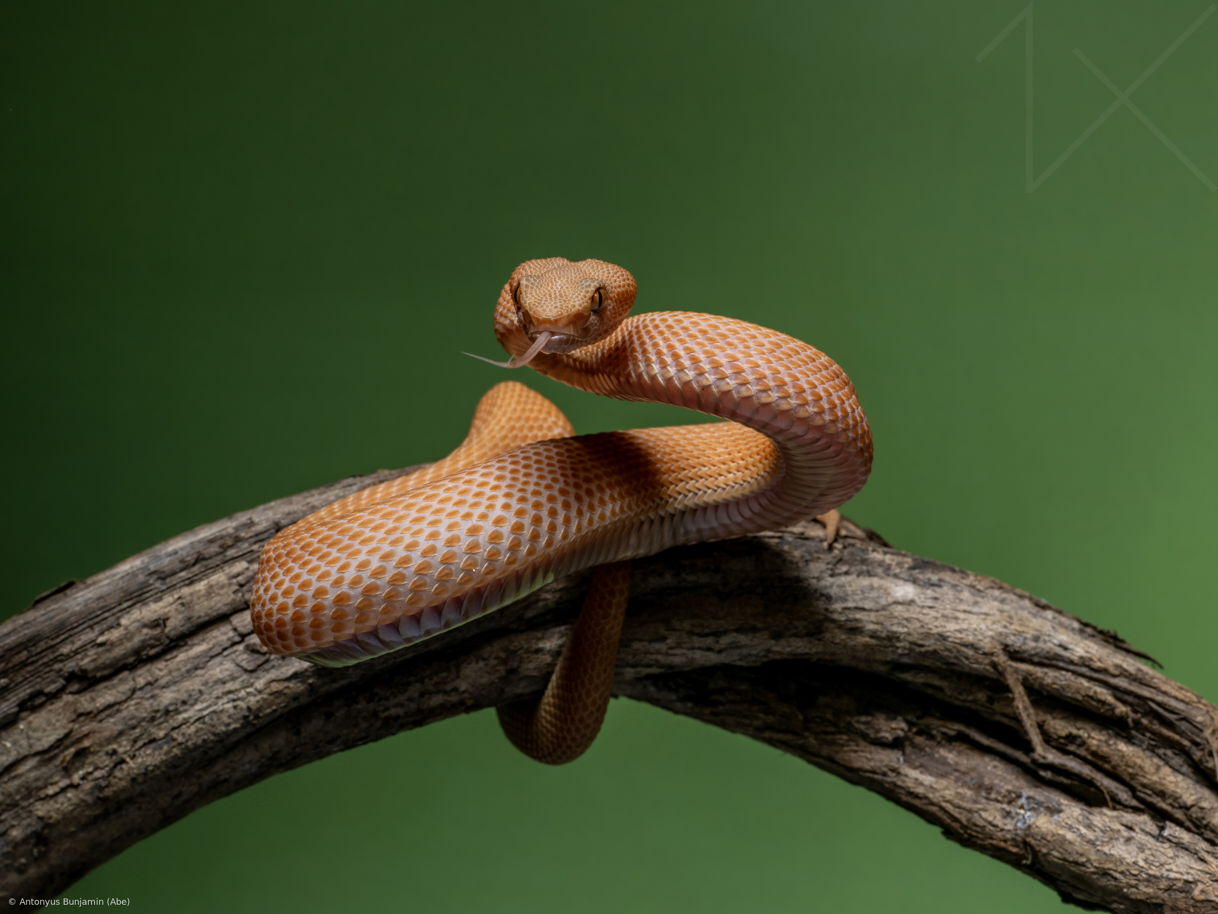 Brown Snake by Antonyus Bunjamin (Abe)