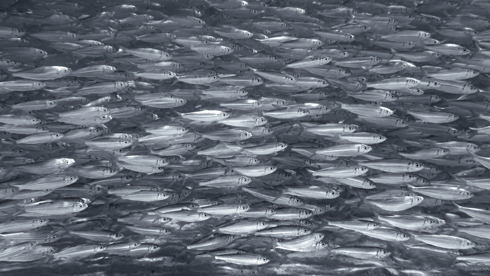 Shimmering School of Fish by brigitte van krimpen — canvas wall art