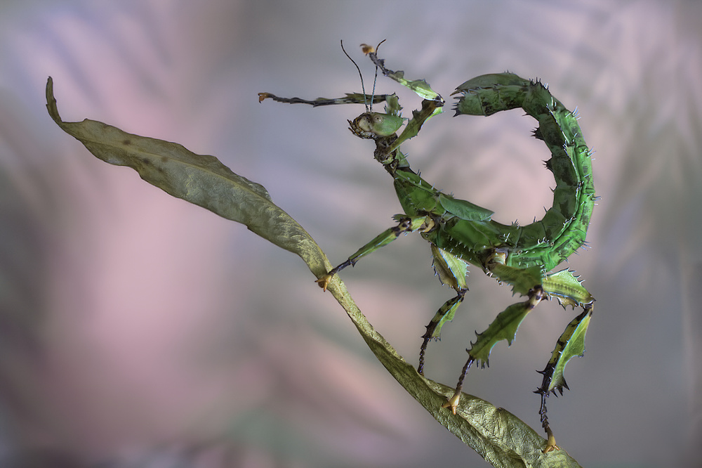 Curled Green Leaf Insect by Jimmy Hoffman — canvas wall art