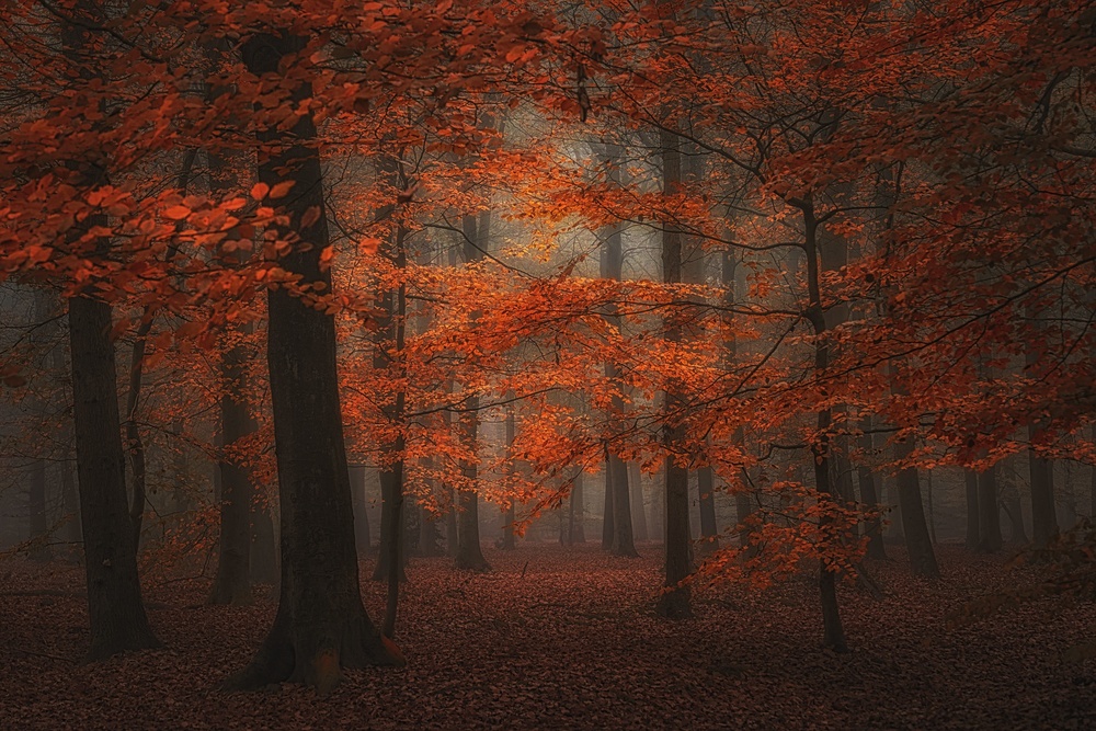 Vibrant red by Saskia Dingemans — canvas wall art
