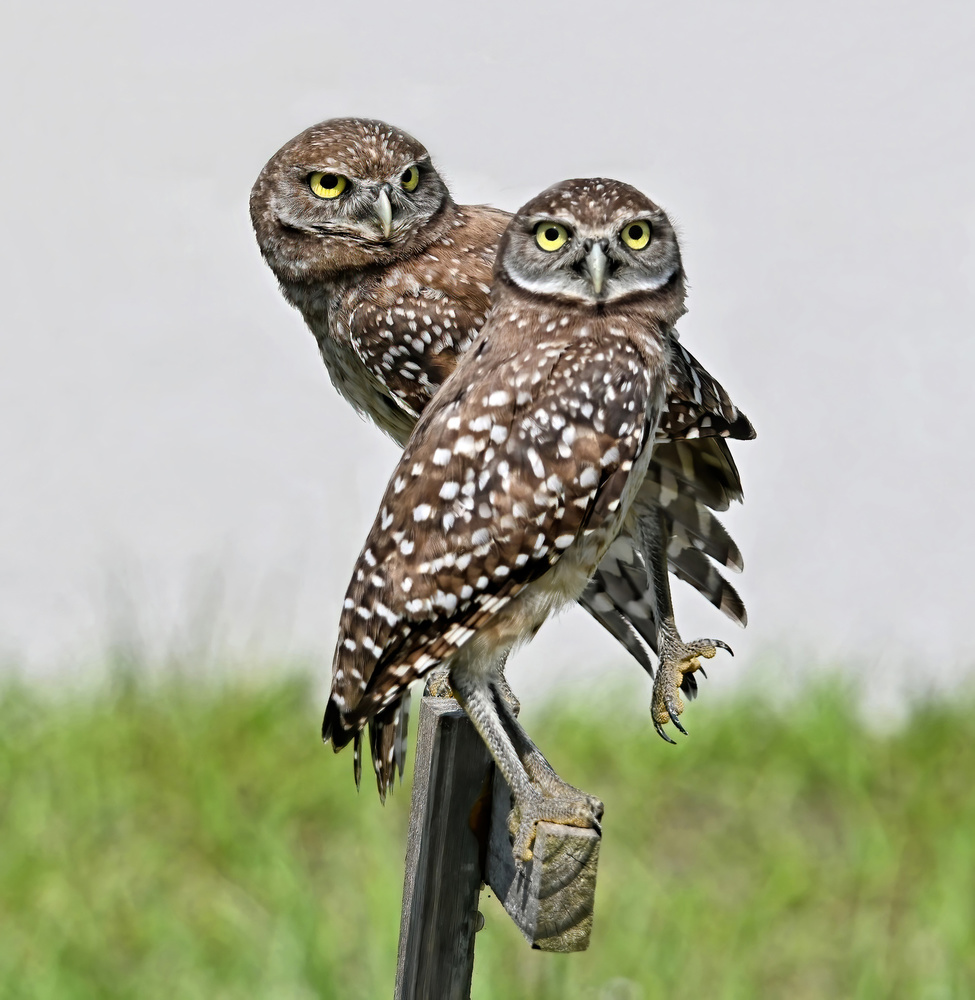 Burrowing Owl Pair by Jane Lyons — canvas wall art