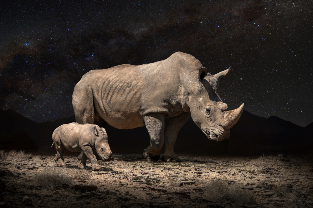 Rhino Mother and Calf by Marcel Egger — canvas wall art