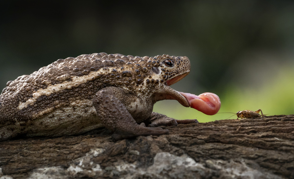 Toad Catches Cricket by Handi Nugraha — canvas wall art
