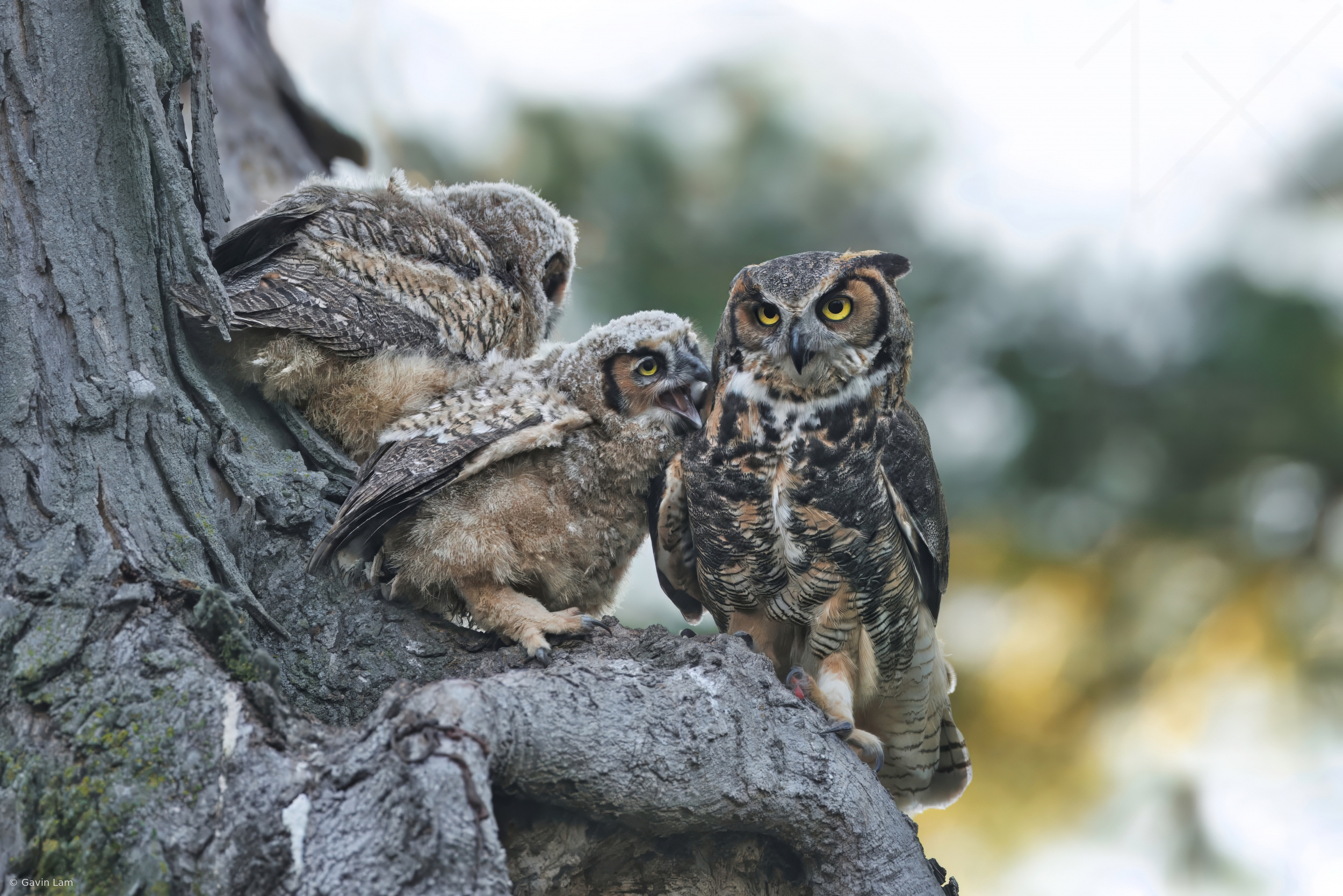 Great Horned Owl & Owlets at sunrise.