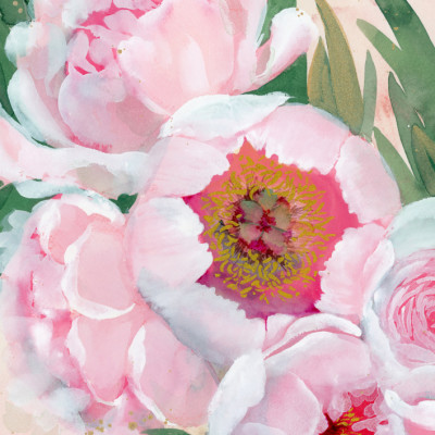Pink Peony Blooms