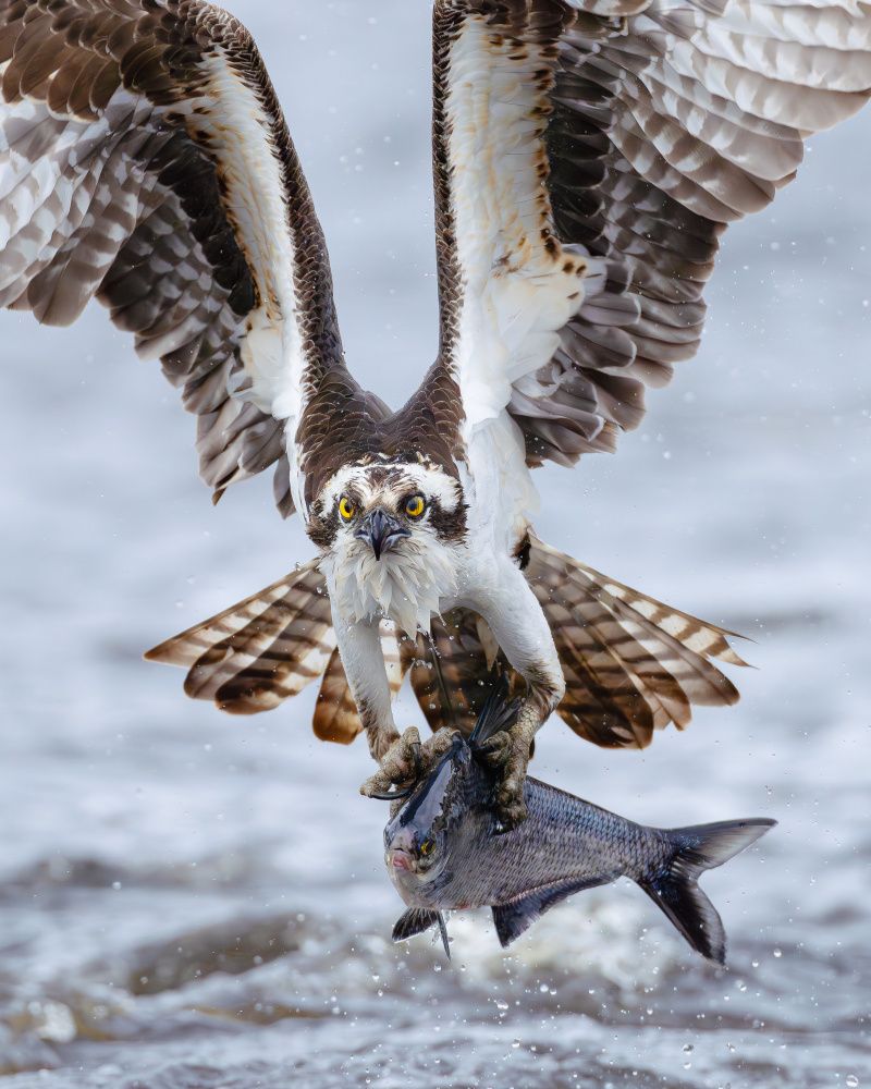 Osprey's Fresh Catch by Johnny Chen — canvas wall art
