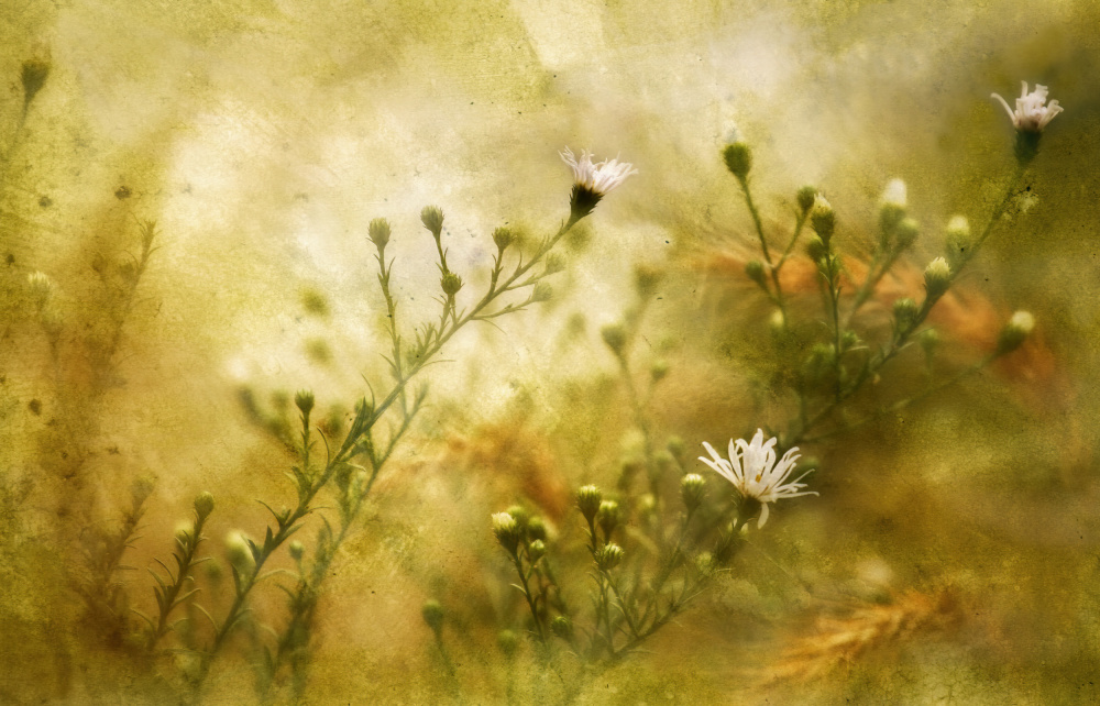 Delicate Wildflower Dream by Wei Liu — canvas wall art