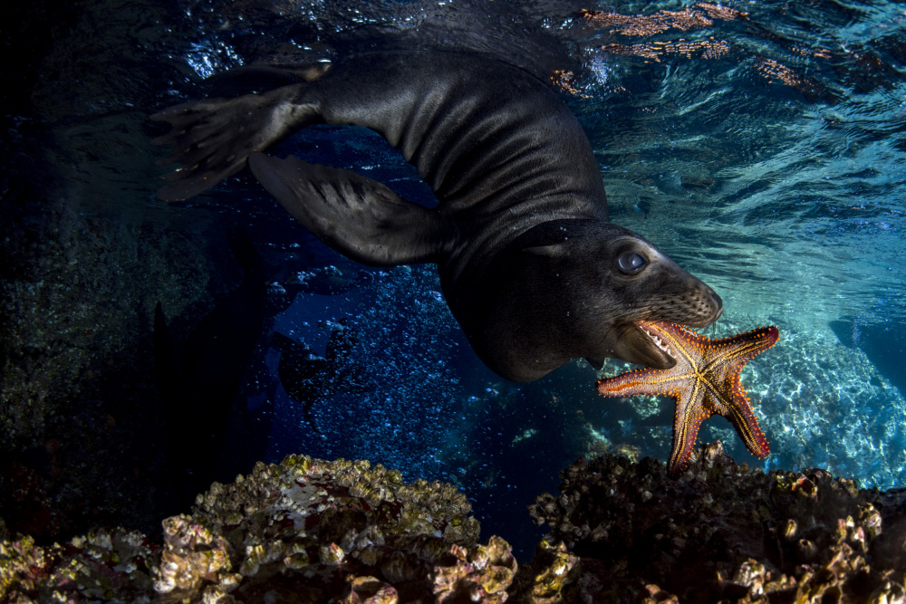 Monk Seal Starfish Hunt by Andrea Izzotti — canvas wall art