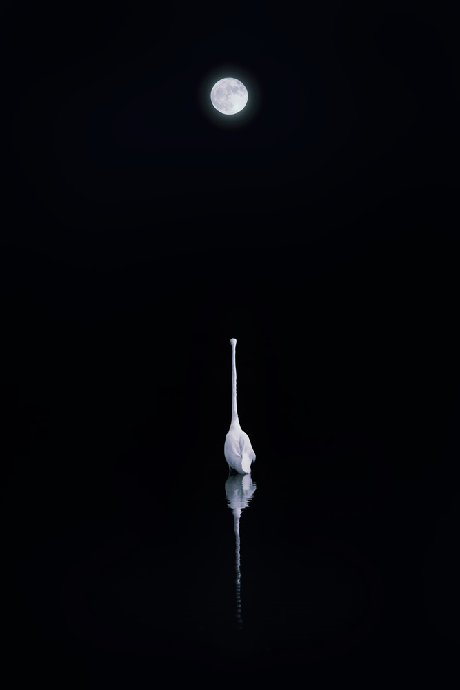 Moonlit Egret Reflection by Yu Cheng — canvas wall art