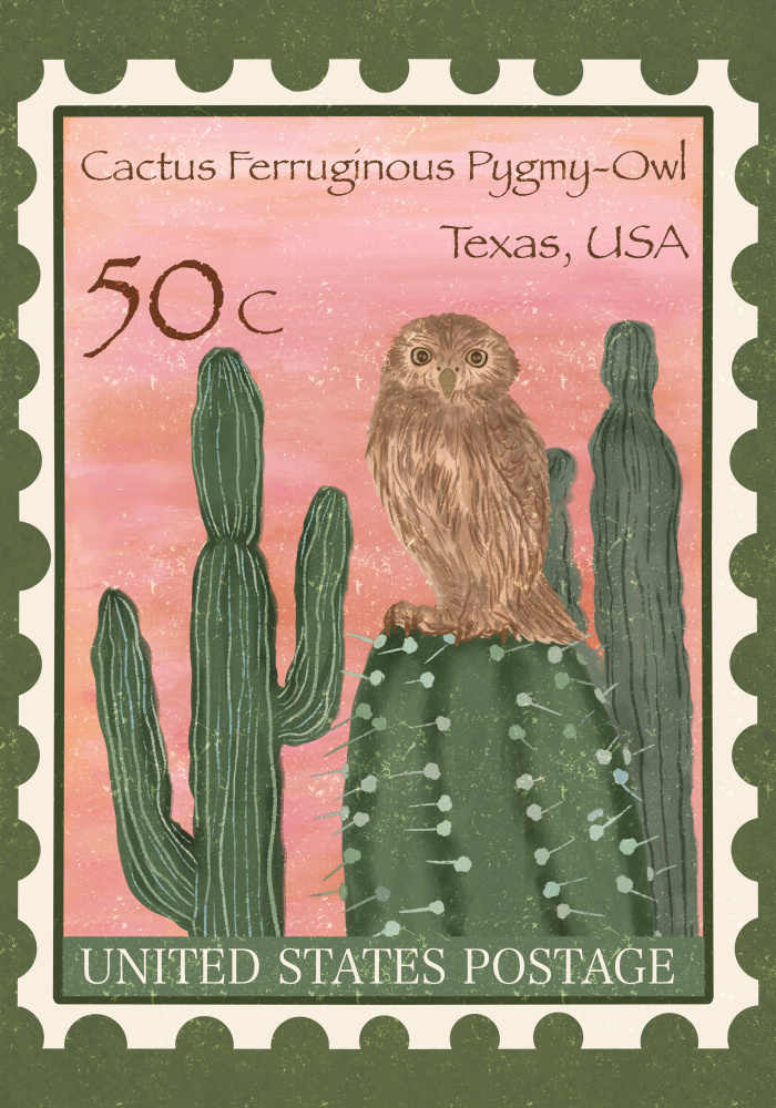 Cactus Pygmy Owl by Aliya Putrus — canvas wall art
