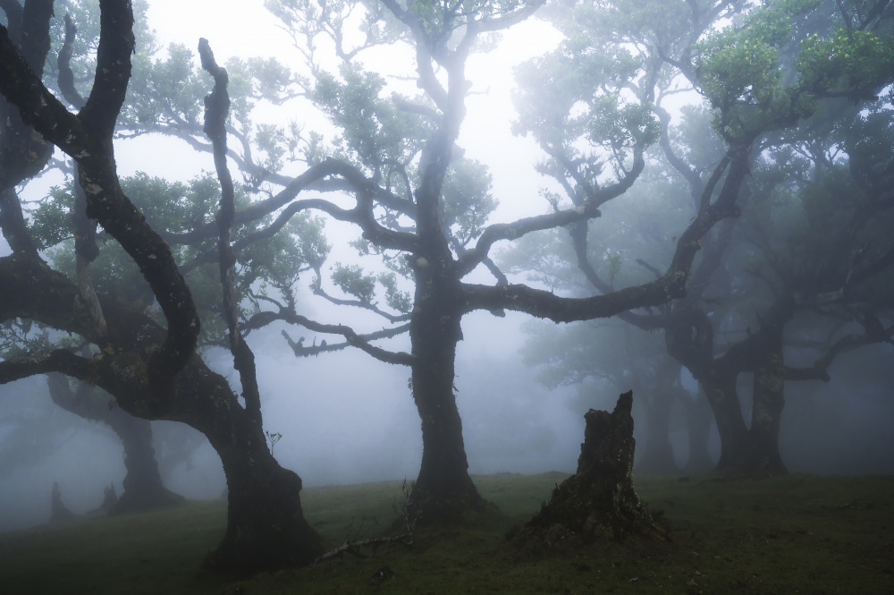 Misty Forest Trees by Tom Meier — canvas wall art