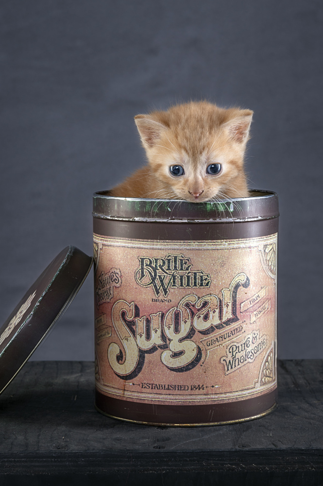 Sweet Kitten In Sugar Tin by Arendina de Jong — canvas wall art