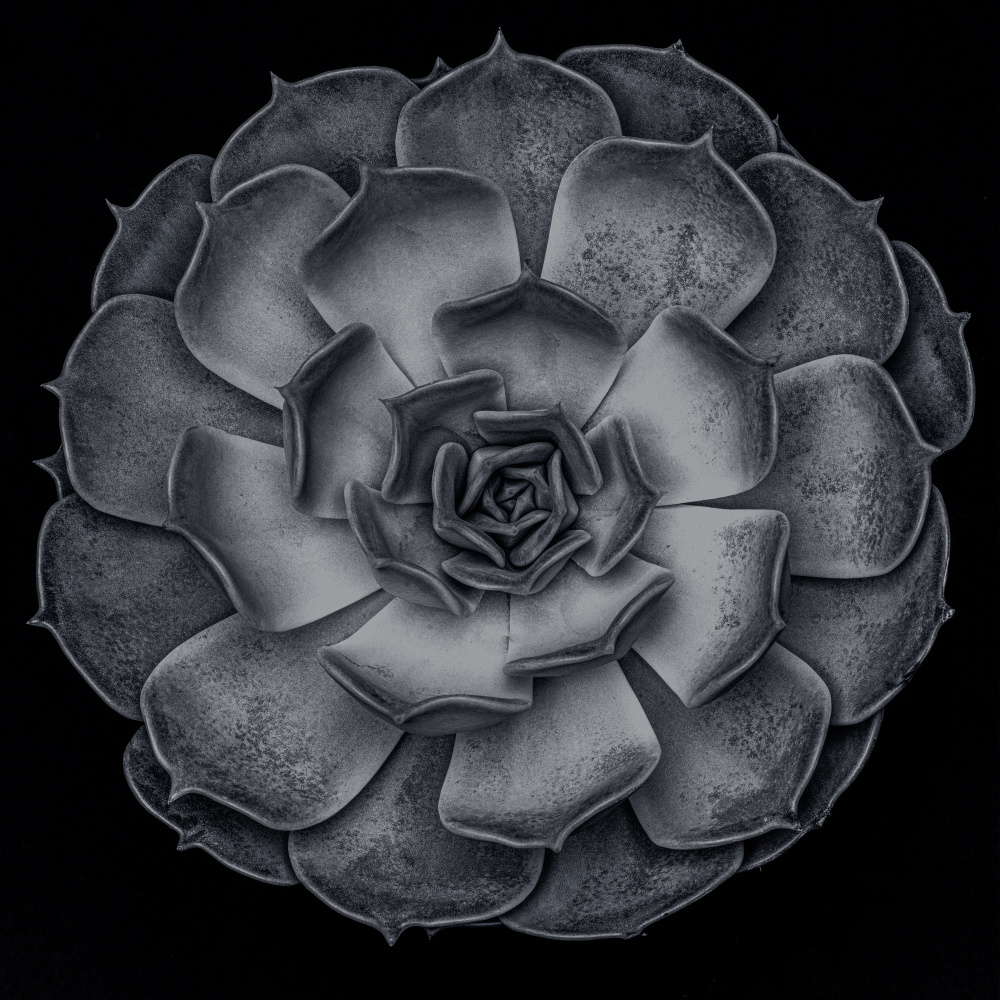 Monochrome Succulent Rosette by Old Artists Studio III — canvas wall art