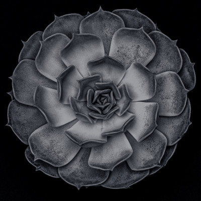 Succulent Graptoveria B&W 001 Square Contrast