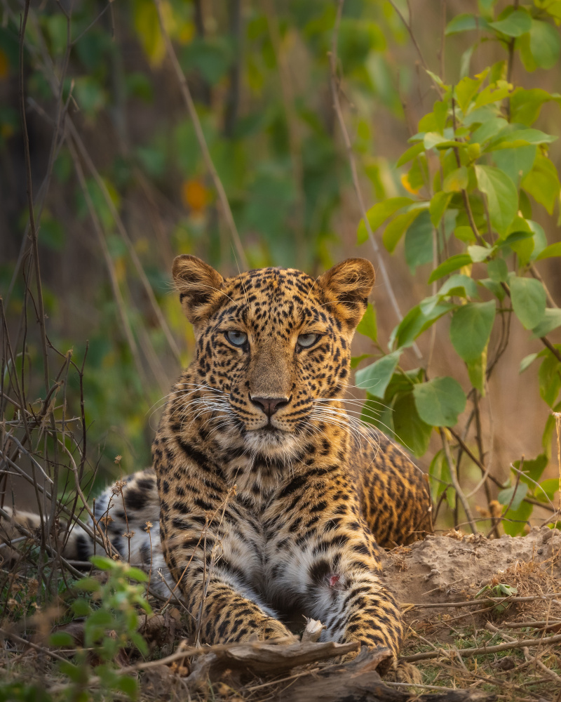 Wild Leopard Gaze by Abhinav Sharma — canvas wall art