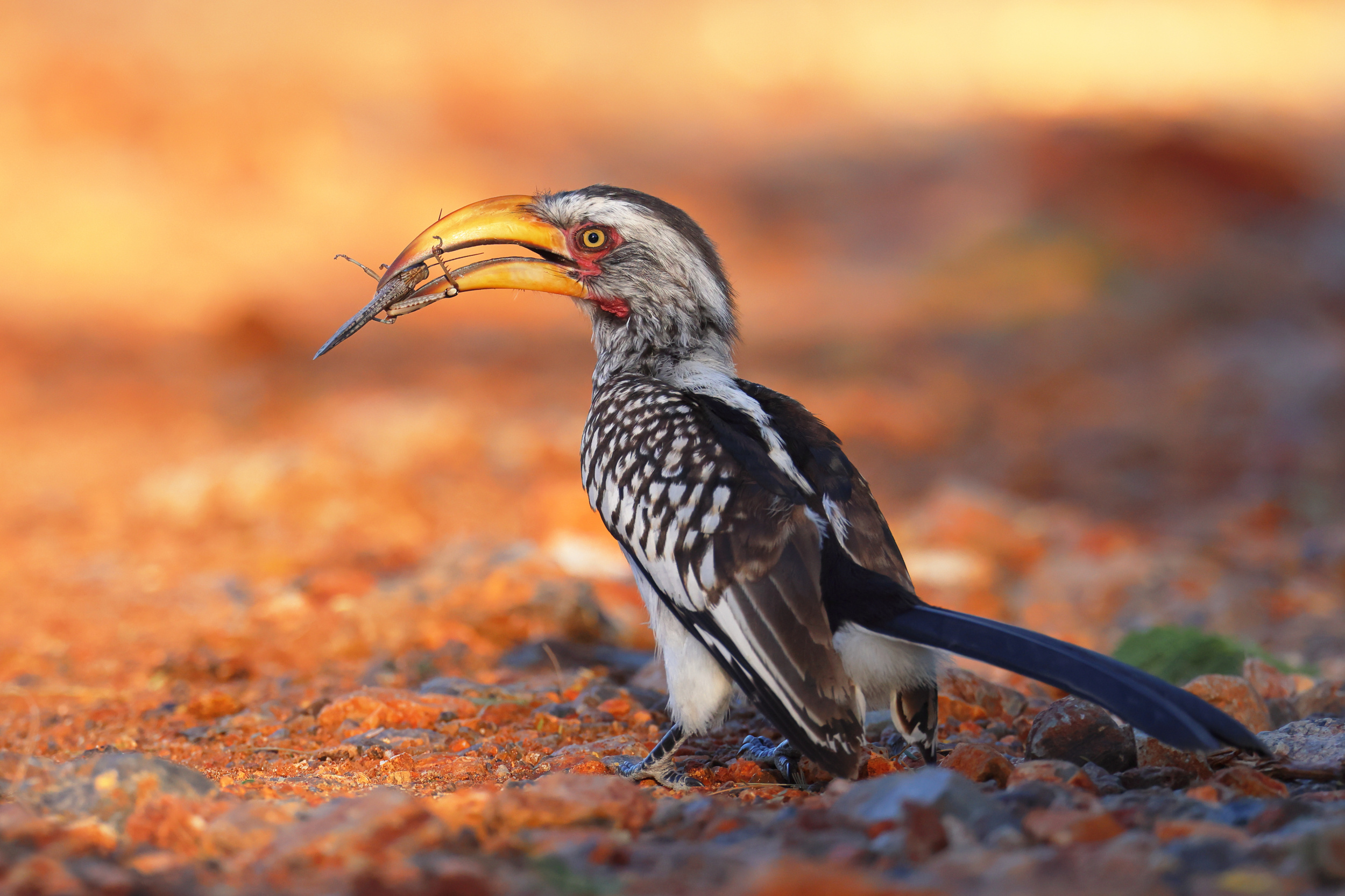 Hornbill