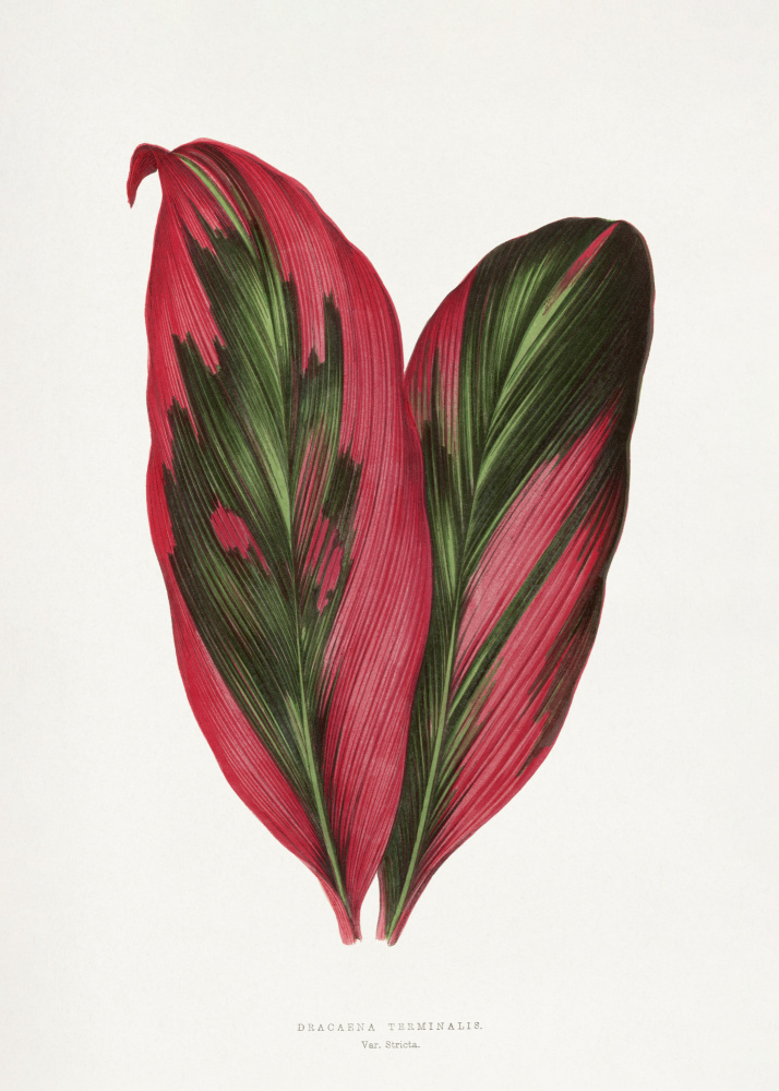 Pink Dracaena Terminalis Leaf Illustration by Les Plantes a Feuillage Colore — canvas wall art