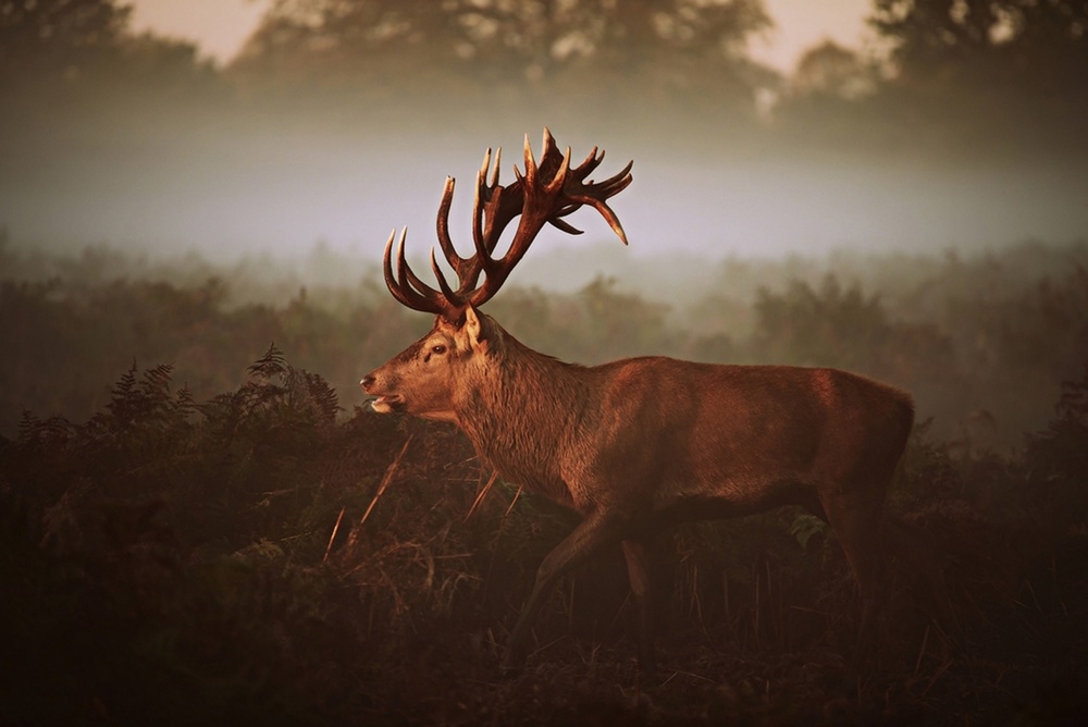 Majestic Stag Golden Light by Robert Fabrowski — canvas wall art