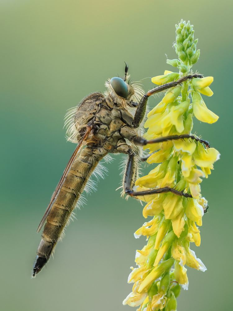 Robber Fly on Yellow Bloom by Rostislav Kralik — canvas wall art