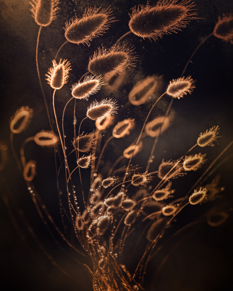 Golden Fuzzy Pods by Kristina Zvinakeviciute — canvas wall art