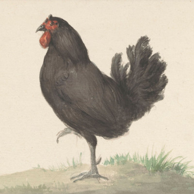 Staande Zwarte Kip (1775–1833)