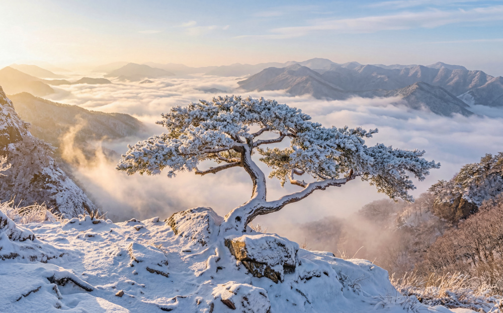 Snowy Pine Mountain Sunrise by Jaeyoun Ryu — canvas wall art
