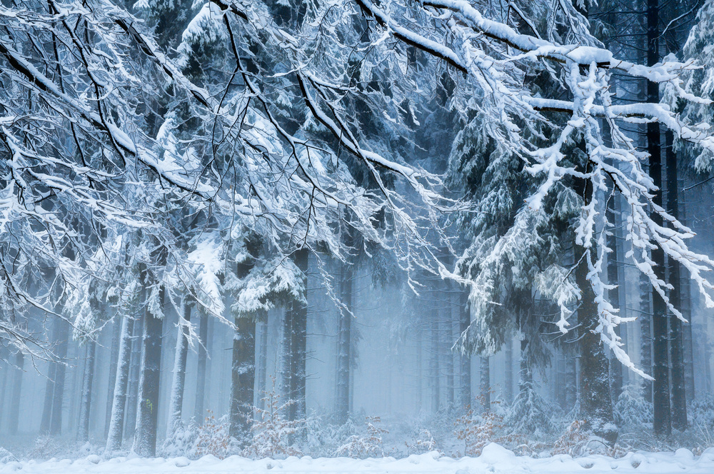 Misty Winter Forest by Anton van Dongen — canvas wall art