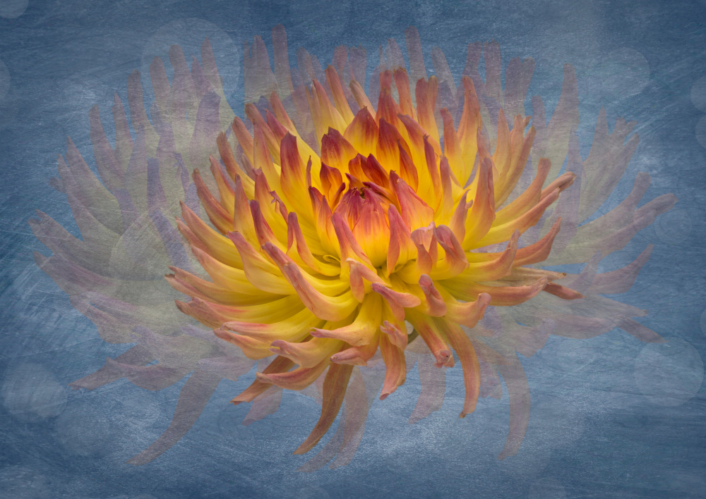 Golden Dahlia Flow by Richard Urbanski — canvas wall art