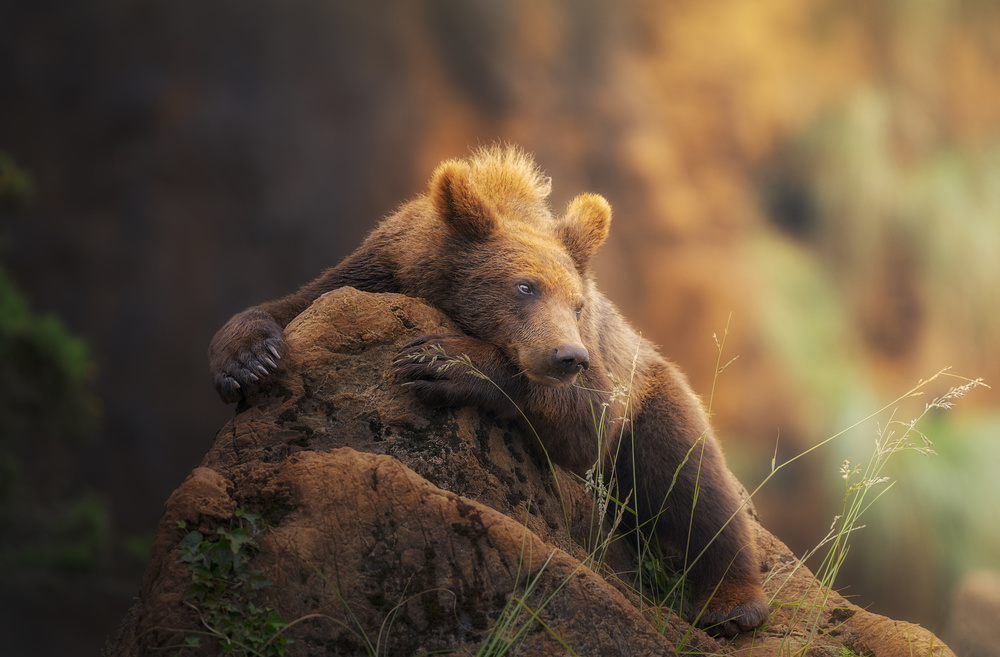 Peaceful Brown Bear by Sergio Saavedra Ruiz — canvas wall art