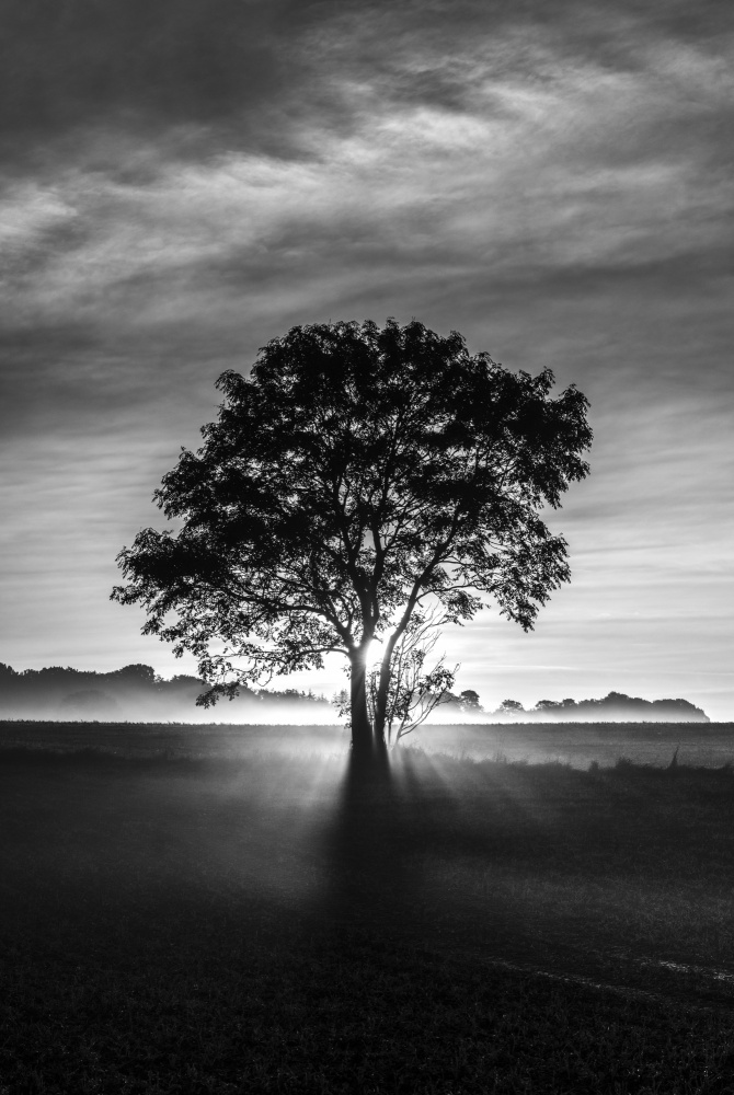 Misty Morning Tree by Adrian Lázare — canvas wall art