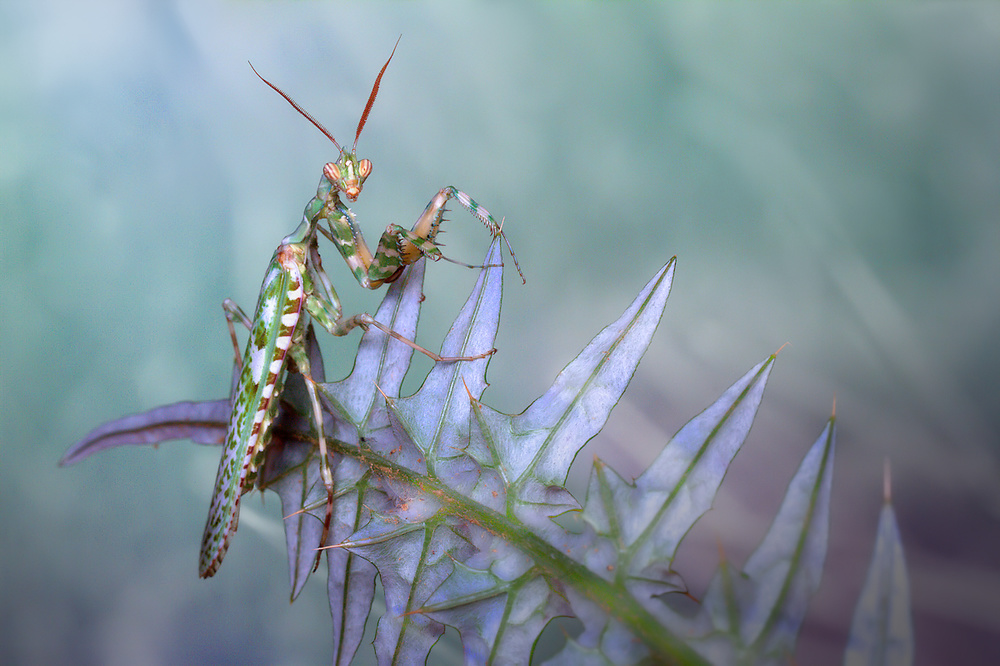 Elegant Mantis on Leaf by Jimmy Hoffman — canvas wall art
