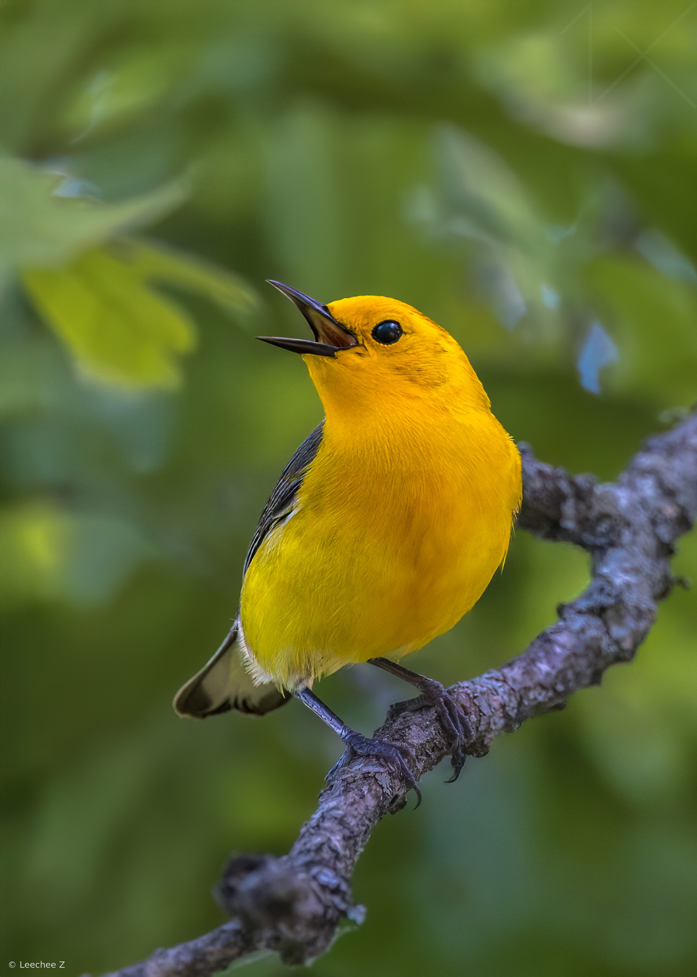 Prothonotary Warbler Perched