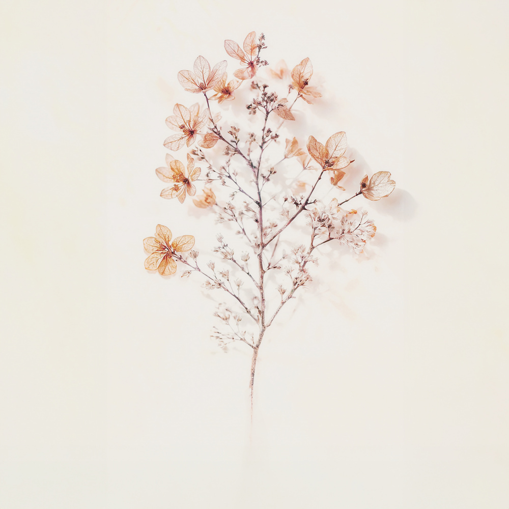 Delicate Dried Flowers by Manu Allicot — canvas wall art