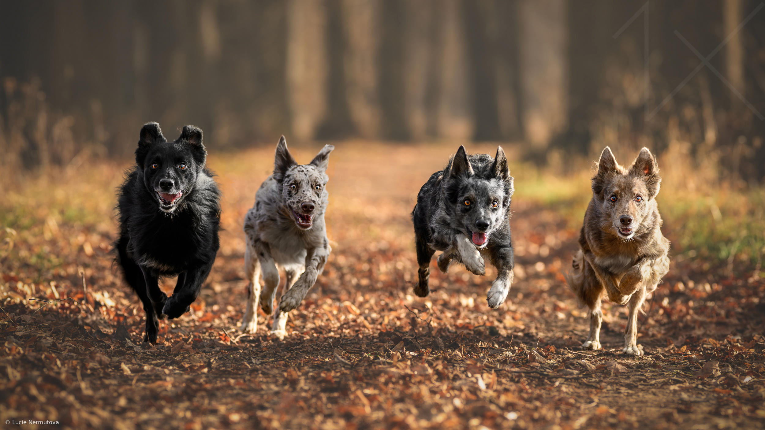 Four Spirits, One Path