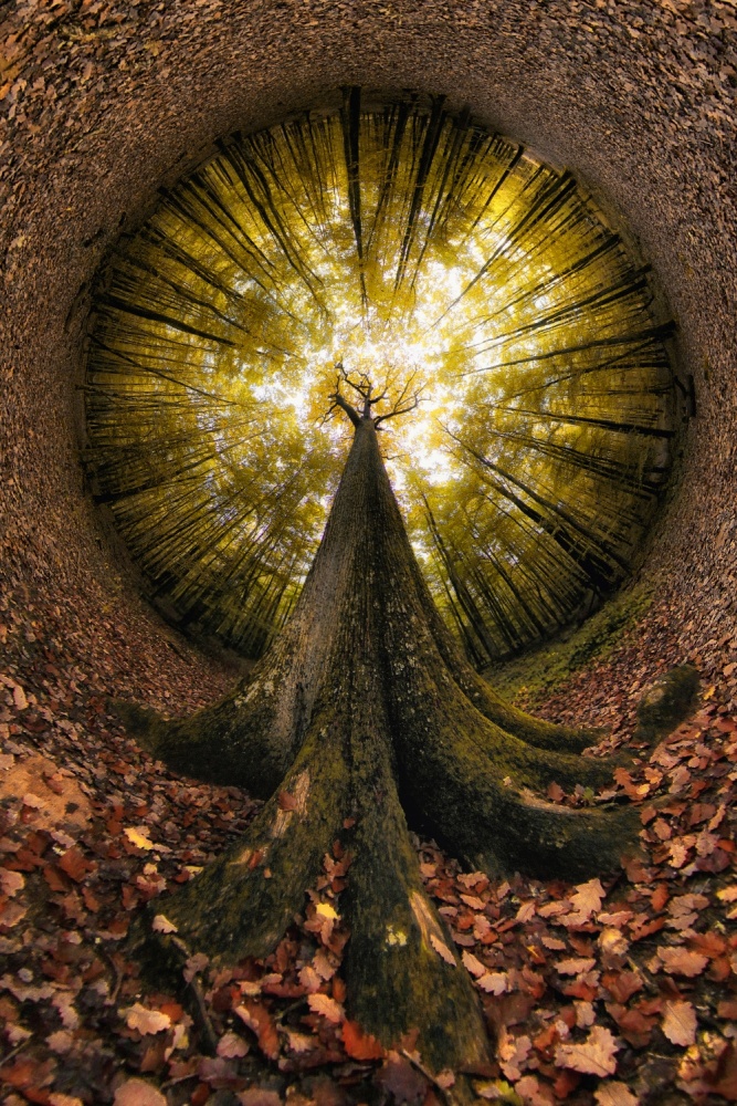 Looking Up Golden Forest by Francois Casanova — canvas wall art