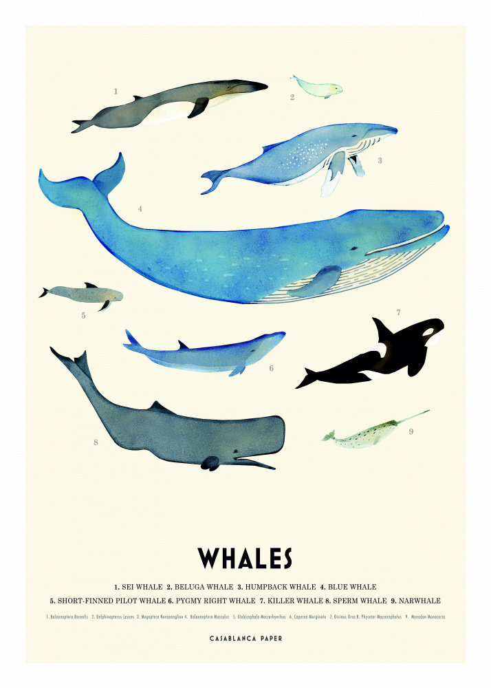 Ocean Whale Species by Erik Wintzell — canvas wall art