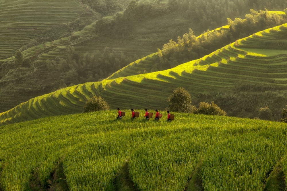 Green Rice Terraces Sunlight by Max Witjes — canvas wall art