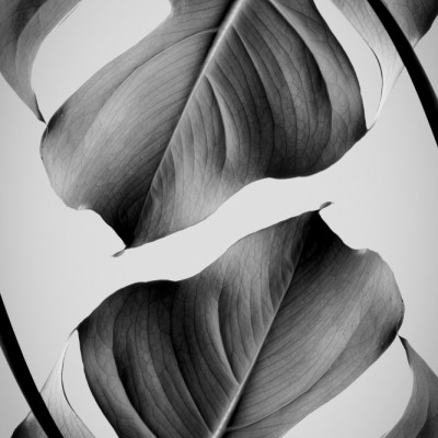 Monstera Monochrome