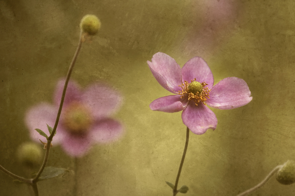 Soft Petal Dreams by Wei Liu — canvas wall art
