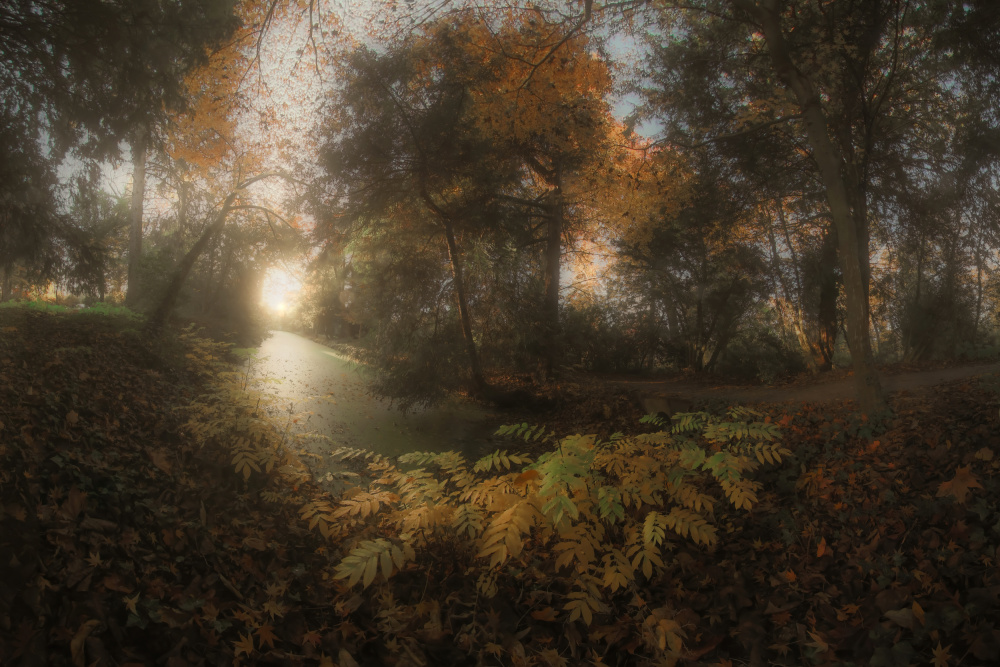 Golden Forest Path by Francois Casanova — canvas wall art