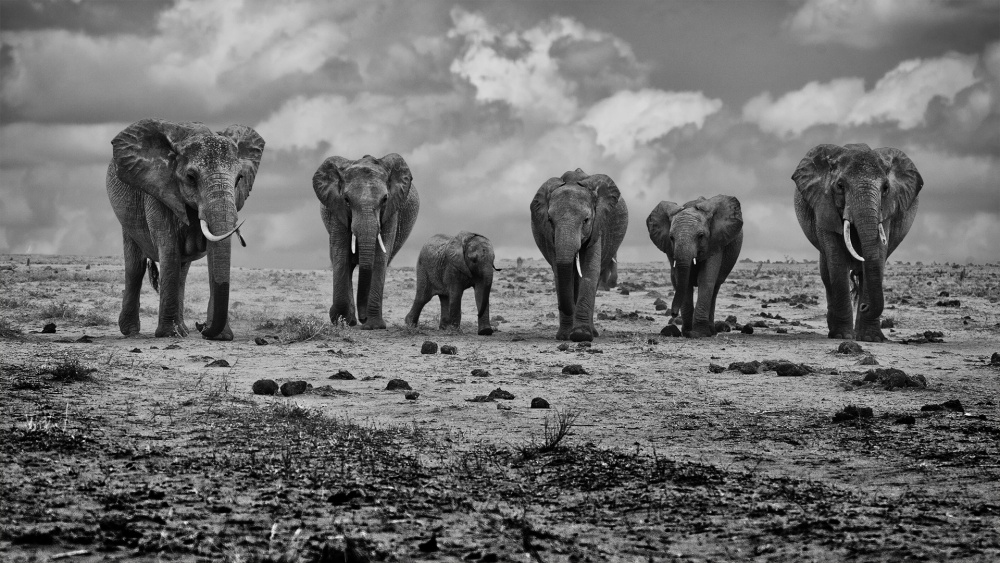 Savannah Elephant March by Marcel Rebro — canvas wall art