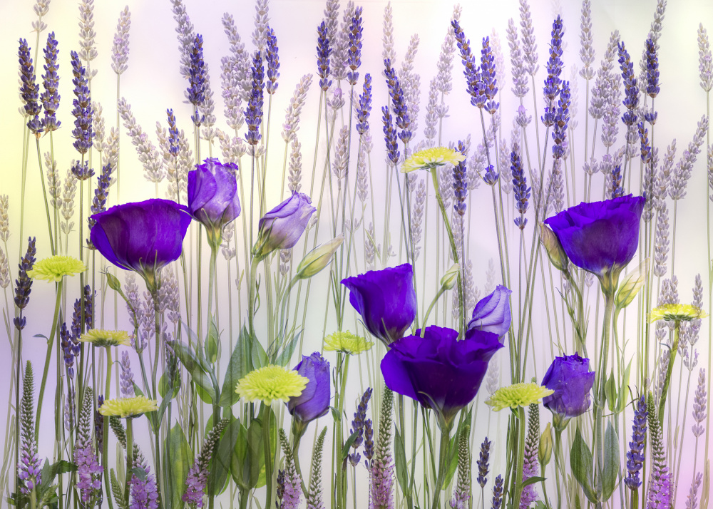 Purple Bloom Serenity by Cheryl Eagers — canvas wall art
