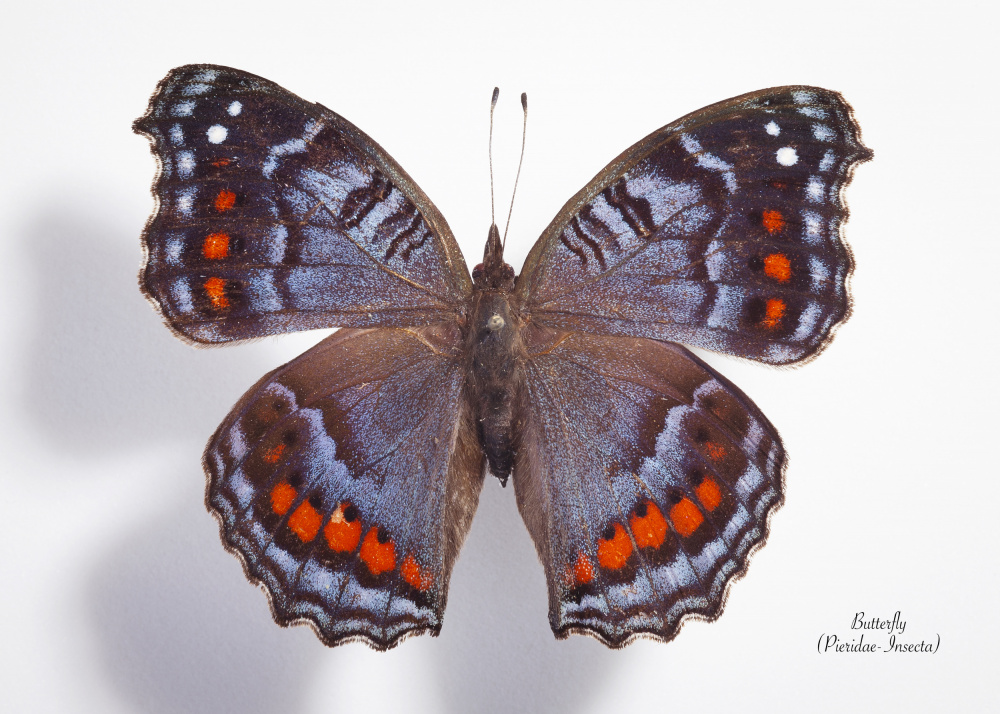 Vibrant Blue Orange Butterfly by Johan Botha "Sabie" — canvas wall art