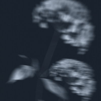 Mysterious Blurred Flowers